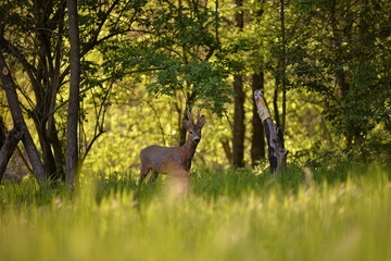 deer in the forest looking at the camera in spring season