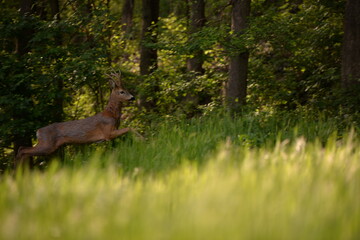deer in the forest looking at the camera in spring season © badescu