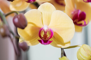 Fototapeta na wymiar orchids in full bloom