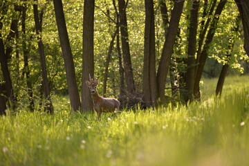 deer in the forest looking at the camera in spring season