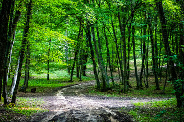 green forest background in summer