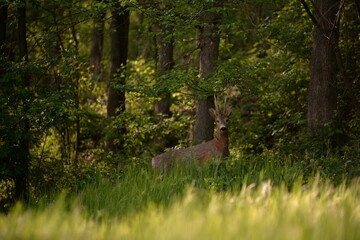 deer in the forest looking at the camera in spring season