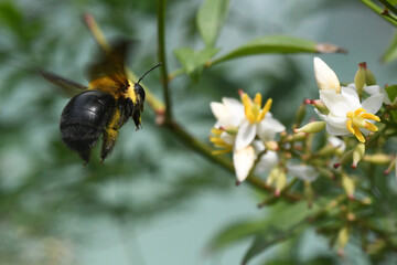 carpenter bee