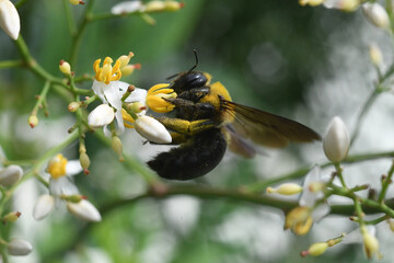 carpenter bee