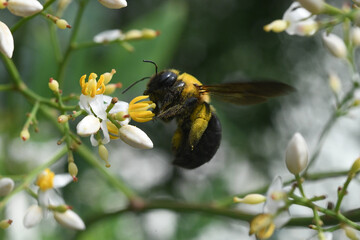 carpenter bee