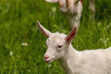 Small white domestic goat grazing	