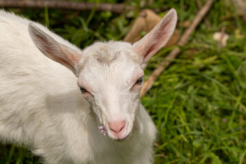 Naklejka na ściany i meble Baby white domestic goat in field, close up 