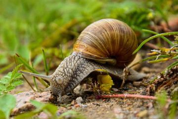Big snail close up photo in the green grass, that is trying to get somewhere.
