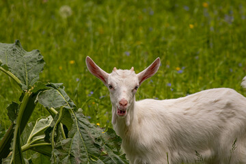Baby white domestic goat in field	