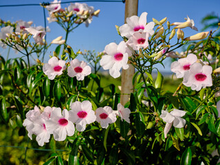Fiori rosa a trombetta con cielo azzurro
