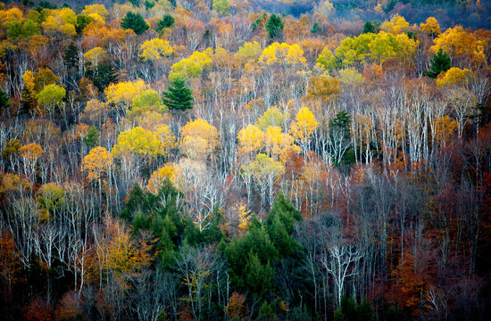 Aspen trees in autumn with orange. red and yellow colors.  White bark of the trees pronounced, giving the appearence of being a painting.  Located in Vermont near the Jenny farm.
