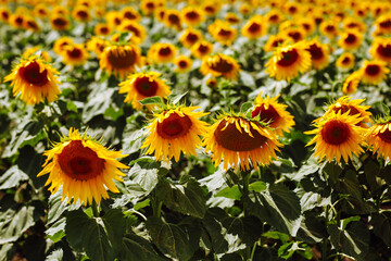 Fototapeta premium Sunflower field with cloudy blue sky. Closeup of sunflower on farm. Rural landscape.