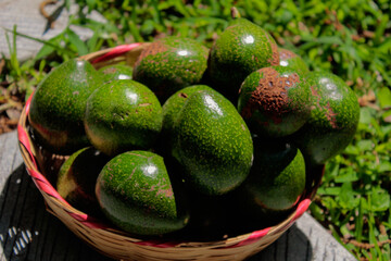 Avocados in a basket. Harvest. 
