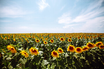 Sunflower field with cloudy blue sky. Closeup of sunflower on farm. Rural landscape.