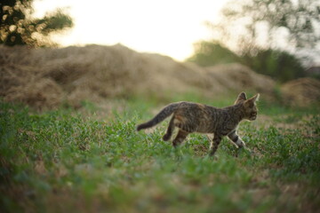 tabby kitten walks along the summer field, background haystack and sunset sky