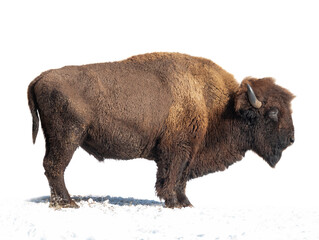 bison se dresse dans la neige isolé sur fond blanc.