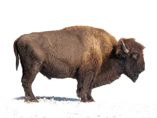 Foto op Plexiglas bizon staat in de sneeuw geïsoleerd op een witte achtergrond. © fotomaster