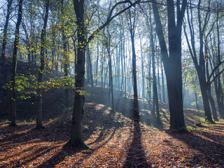 Tree trunks illuminated by sun rays pouring through the foggy forest. Tranquility scene of the autumn mist, light and shadows.