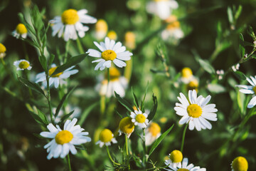 Fototapeta premium daisies in the meadow on a sunny day, medicinal daisy, floral background