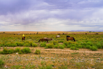 Herds of animals in the pasture. Storm clouds in the sky. Horses and cows graze in the steppe. Summer steppe landscape. Pasture. Meadow with green grass and flowers. Animal shepherd grazes.