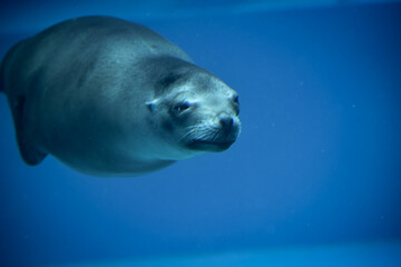 Obraz premium sea lion