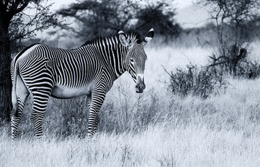 Fototapeta na wymiar Grevy's Grévy's zebra, endangered wild animal, on dry savannah in Samburu National Reserve, Kenya, Africa. Black and white monochrome, striped pattern, side view