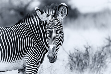 Fototapeta na wymiar Grevy's Grevys Grévy's zebra close up portrait of head face, endangered wildlife in Samburu National Reserve, Kenya, Africa. Black and white monochrome, stripes pattern