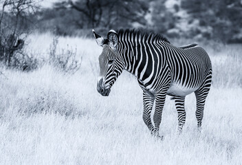 Fototapeta na wymiar Grevy's Grévy's zebra, endangered wild animal, walking on dry scrub in Samburu National Reserve, Kenya, Africa. Black and white monochrome, striped pattern, side view