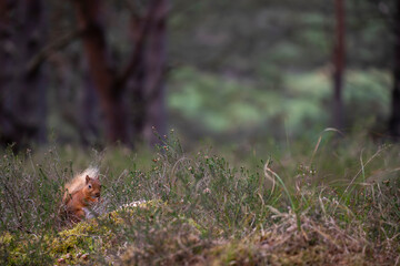 red squirrel, Sciurus vulgaris, very near standing up on forest floor surrounded by heather and grass during spring in scotland.