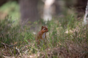 red squirrel, Sciurus vulgaris, close up standing up on forest floor surrounded by heather and grass during spring in scotland.