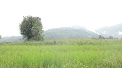 landscape with trees