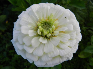 white dahlia flower