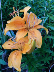 orange tiger lily