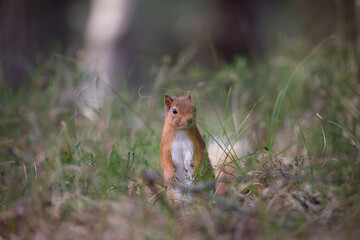 red squirrel, Sciurus vulgaris, close up standing up on forest floor surrounded by heather and grass during spring in scotland.
