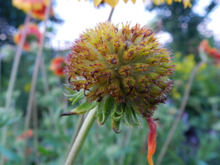 red and yellow flower