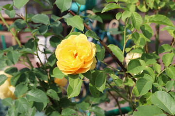 yellow rose flower in the garden