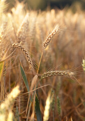 a golden wheat field in summer