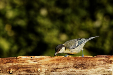 Kohlmeise am Futterplatz