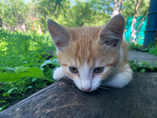 A small red kitten is playing outdoors in the garden. A young kitten is playing in the grass.