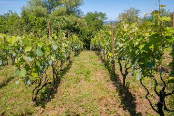 Fototapeta na wymiar View at vineyard fields in sunny day