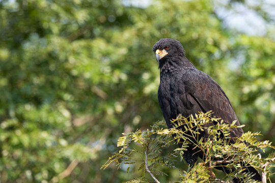 Black hawk-eagle on tree top, Pantanal Brazil