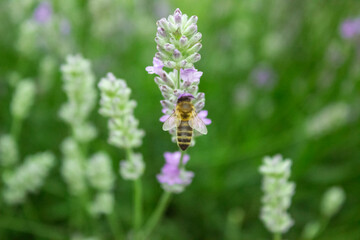 Honey bee harvesting lavender flowers, green leaves background. Bee pollinates lavender flower. Bee looking for nectar of lavender. Close-up, selective focus, blurred, low key