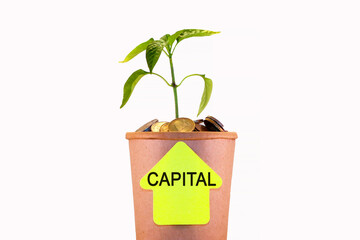 Capital. Growth, concept for business, finance and investment. The plant grows in a container with coins. Isolated. 