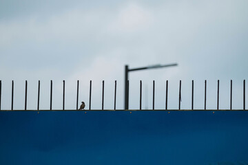 a bird on the railing