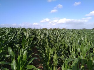 corn field