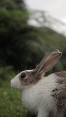 white rabbit in the garden