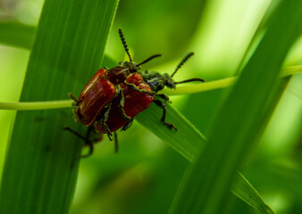 lily leaf beetles life, they're fighting for reproduce in green grass leaf.