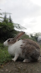 rabbit on the ground