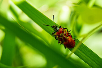 lily leaf beetles life, they're fighting for reproduce in green grass leaf.