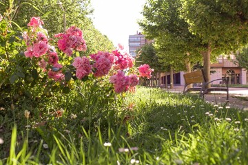 Fototapeta na wymiar pink flowers on a city tour